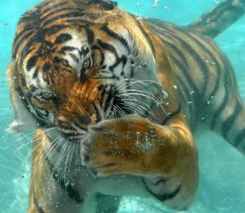 老虎，水下，捕食者，水，气泡