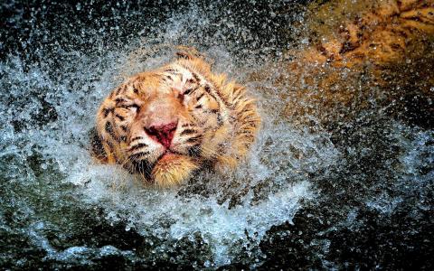 老虎，溅在水里