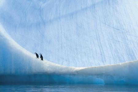 南极洲，企鹅，性质