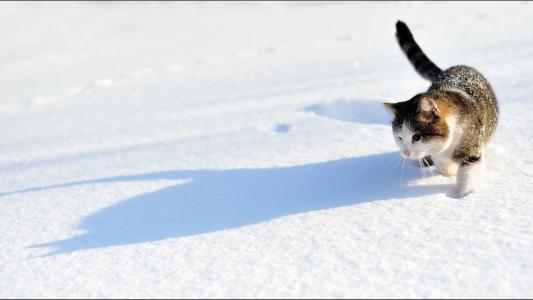 猫在雪地上，冬天，痕迹