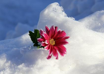 花，冬天，雪，照片，性质