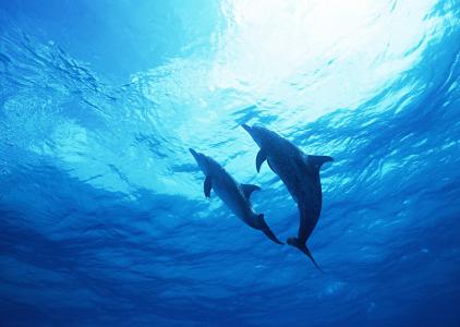 海豚，海豚，海洋，海，水，沙，海底世界，海洋世界