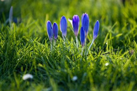 春天，蓝色，花瓣，芽，番红花，草，宏