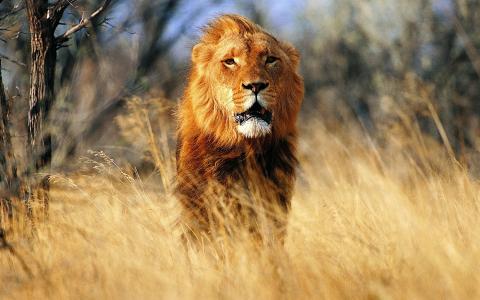 狮子，红色的国王，长长的鬃毛