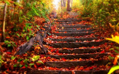 秋，叶子，路，树，路径