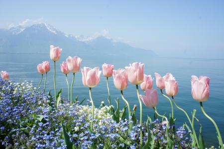 郁金香，春天，鲜花，山，湖，天空