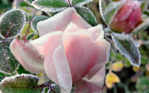 性质，宏，玫瑰，叶子，芽，粉红色，霜，冷，霜
