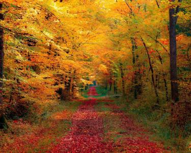 秋天，大自然，美丽，路