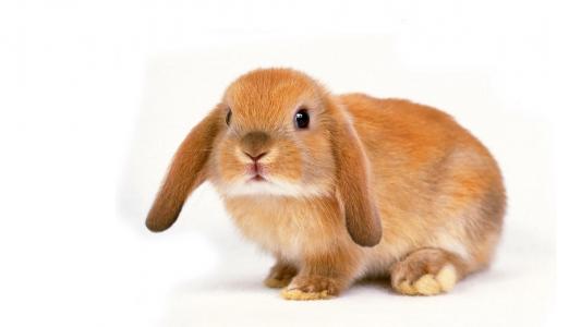 兔子，在一个轻的皮毛大衣，青春期的耳朵