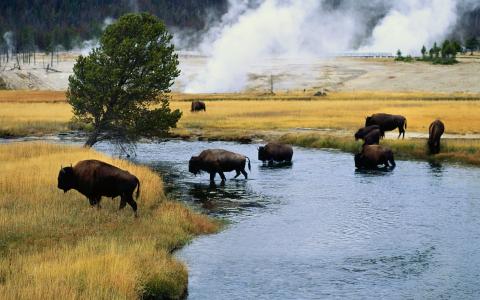 棕色的水牛，水，领域