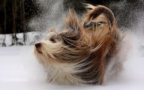 走，雪，运动，冬天，狗