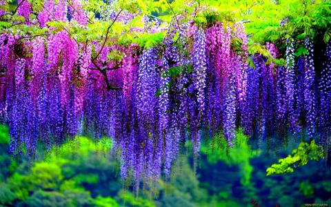 紫藤紫藤，鲜花，春天的颜色
