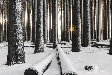 冬天，森林，树木，雪，澳大利亚，太阳，光线
