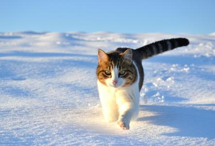 走，雪，猫，冬天，猫
