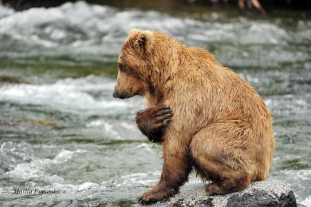 动物，熊，捕食者，祈祷，水，河，石头