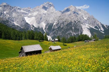 阿尔卑斯山，自然，风景，美女，山，草坪，鲜花