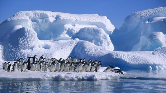 企鹅，冰，水