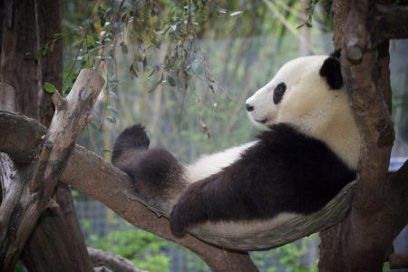 熊猫，休息，树