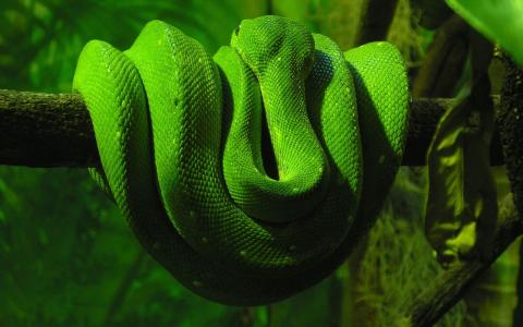一条浅绿色的蛇坐在树枝上
