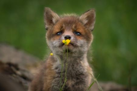动物，狐狸，幼崽，性质，花卉