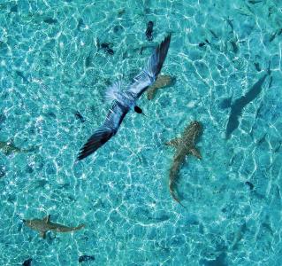 塔希提岛，海洋，鸟，鲨鱼，反射，美女岛