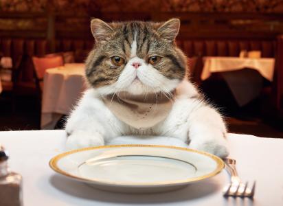 动物，猫，餐厅，电器，叉子，礼仪，盘子，桌子，猫