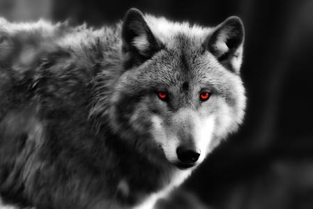 动物，眼睛，眼睛，捕食者，狼