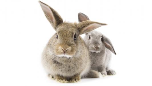兔子，灰色，长耳朵