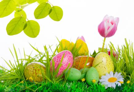 复活节，郁金香，鲜花，鸡蛋