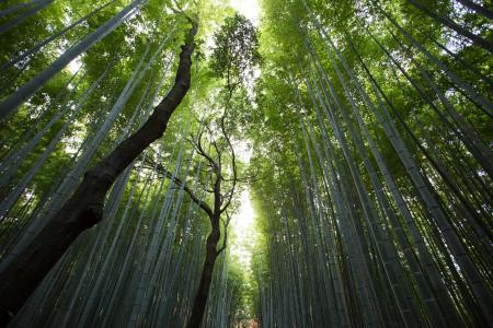 bambusoidae，树，森林，科
