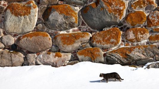 猫，冬天，石头，雪