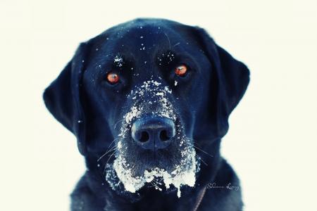 查看，狗，眼睛，冬季，黑色，白色背景，雪