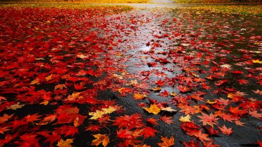路，秋天，美丽，叶子，雨