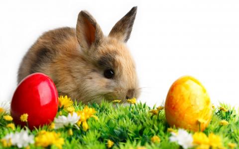 鸡蛋，复活节，草，鲜花，兔子，动物，彩色