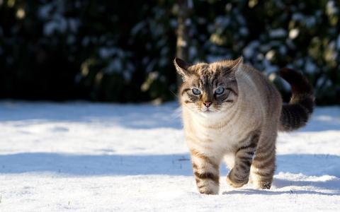 猫，性质，宏，雪，冬天