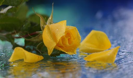 玫瑰，花，黄色，水，滴