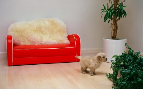 小旗布，白色的小狗，沙发