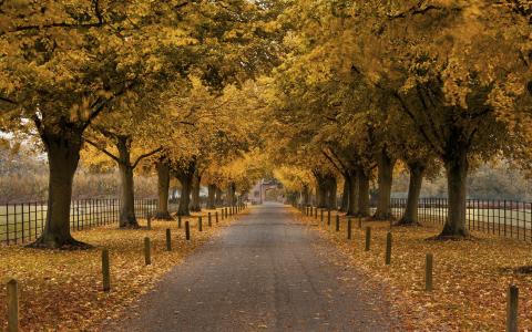 秋天，胡同，树木，围栏，建筑，拱门