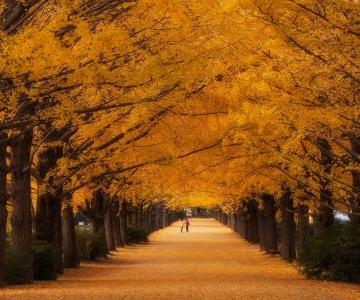 秋天，公园，胡同，美女，树木，会议