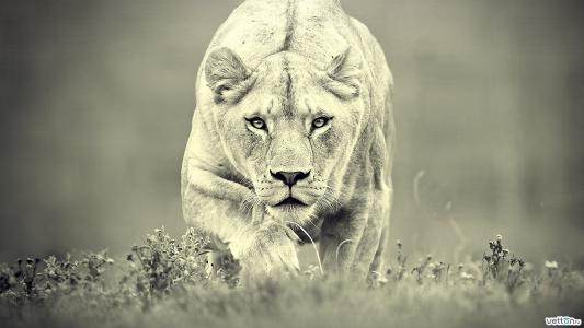 野兽，母狮