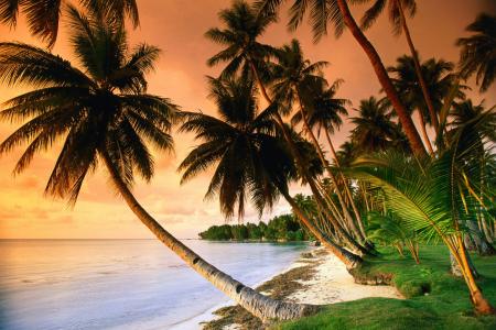 自然，热带地区，棕榈树，海，日落