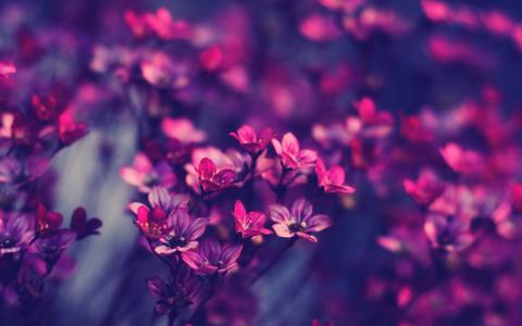 美丽，鲜花，粉红色，紫色