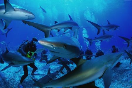 泰国斯米兰群岛跳水，鲨鱼