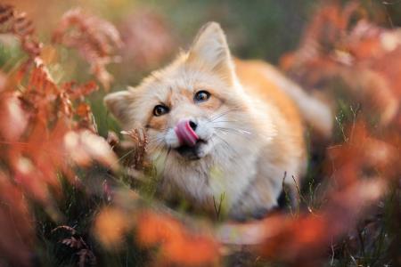 动物，狐狸，狐狸，枪口，舌头，性质，草，叶子，秋天