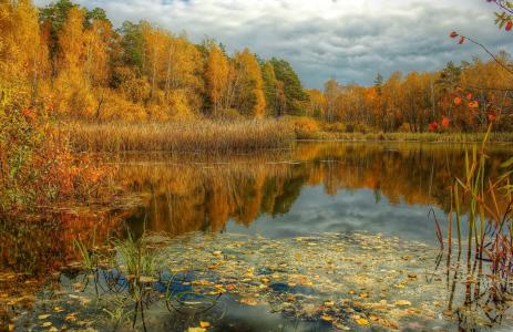 秋天，池塘，湖，自然，美丽，森林，天空，云，阴天，主题，钓鱼