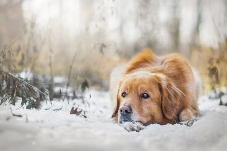 动物，狗，狗，冬天，雪