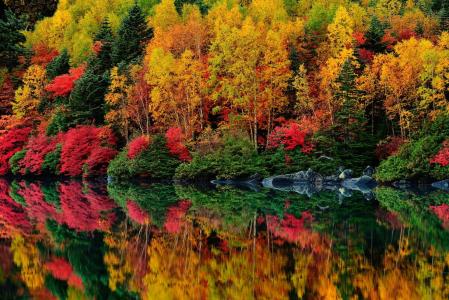 湖，森林，秋天
