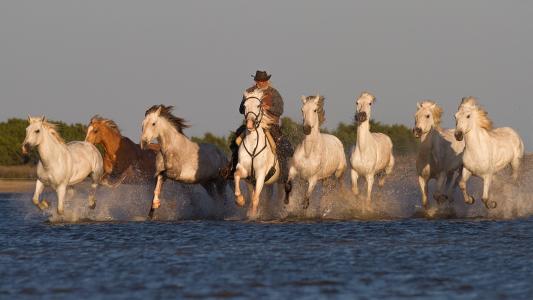 牛仔，牛群，马，马，早晨，黎明，河，水