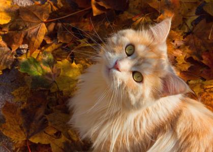 动物，猫，猫，看，叶子，秋天