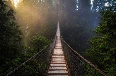 桥，挂，美女，森林，早上，雾。